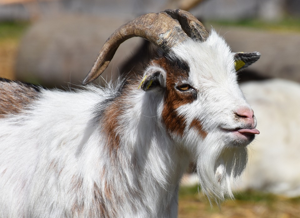 goat with tongue sticking out