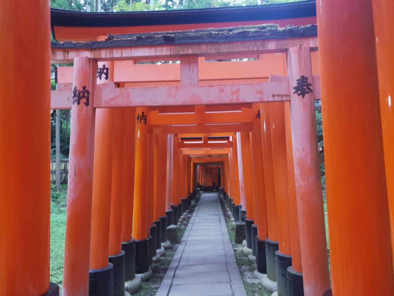 dense orange gates at Fushimi Inari Taisha in Kyoto