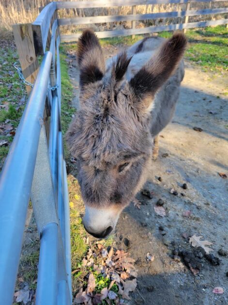 donkey in Nottingham