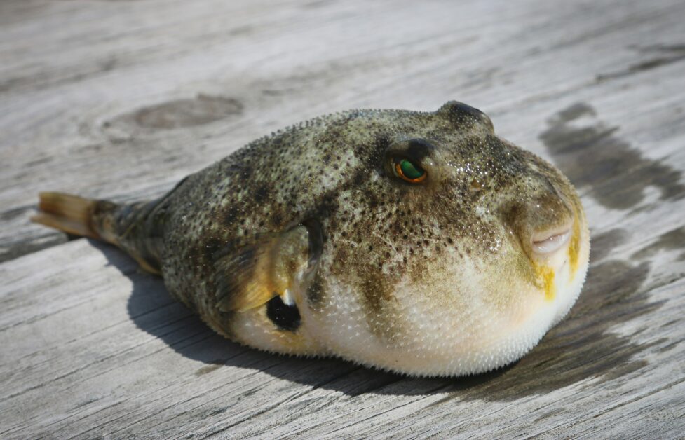 pufferfish out of water