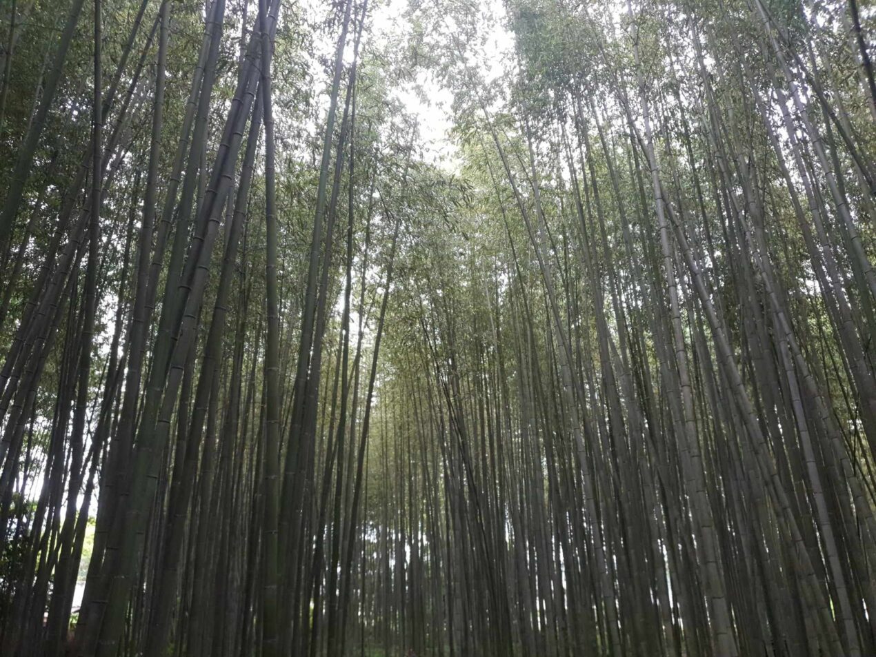 Arashiyama Bamboo Forest