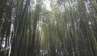 Arashiyama Bamboo Forest