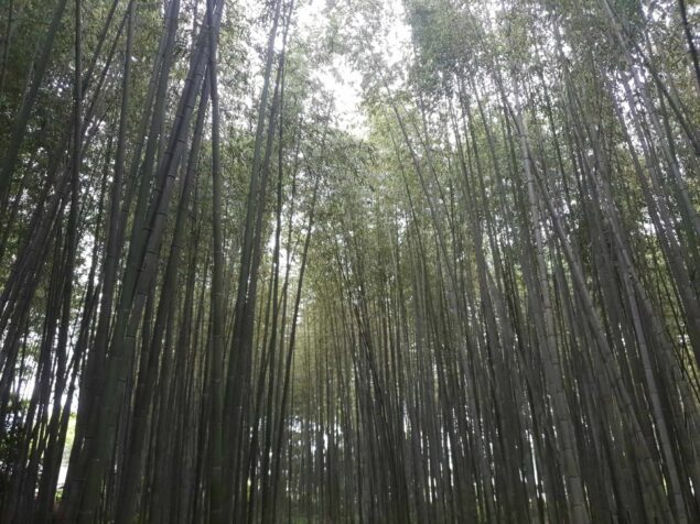 Arashiyama Bamboo Forest