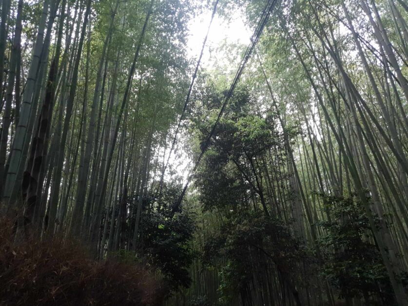 Arashiyama Bamboo Forest mid-day