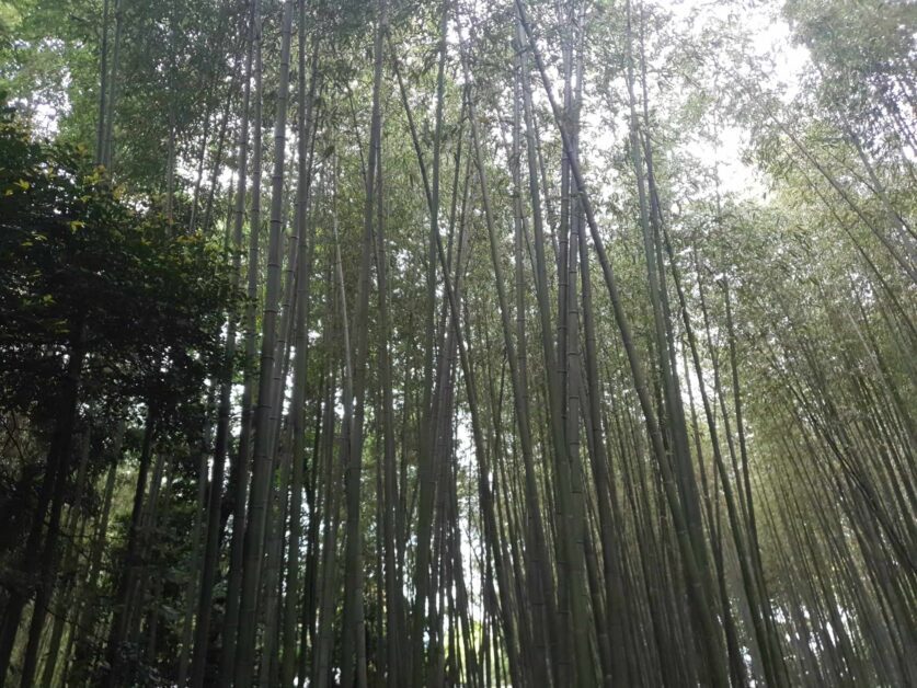 Arashiyama Bamboo Forest reality