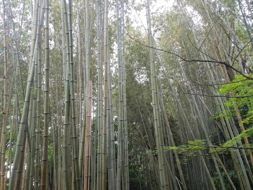 Arashiyama bamboo forest spaced trees