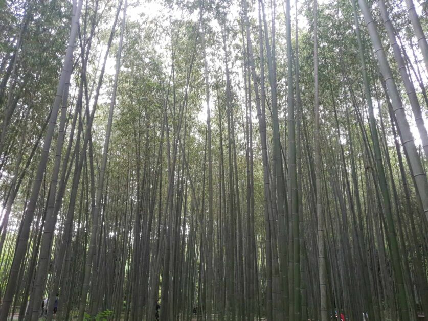 Arashiyama during the day