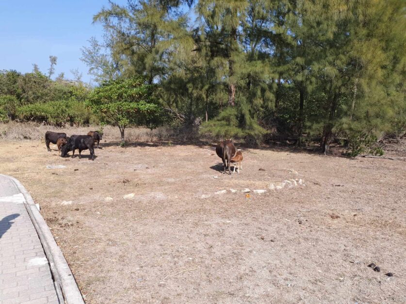 Sai Wan wild cattle