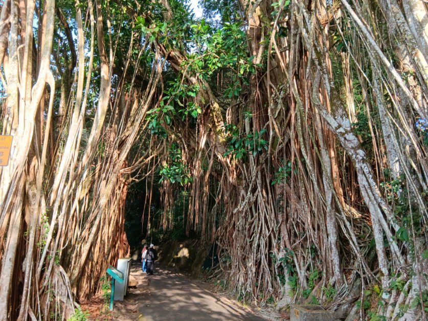 The Peak tree and vines