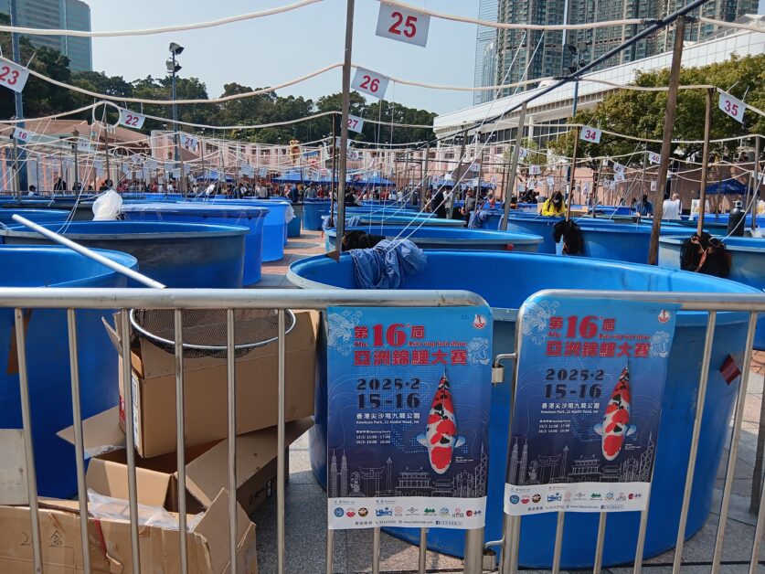 16th annual Asia Cup Koi Show in Kowloon Park