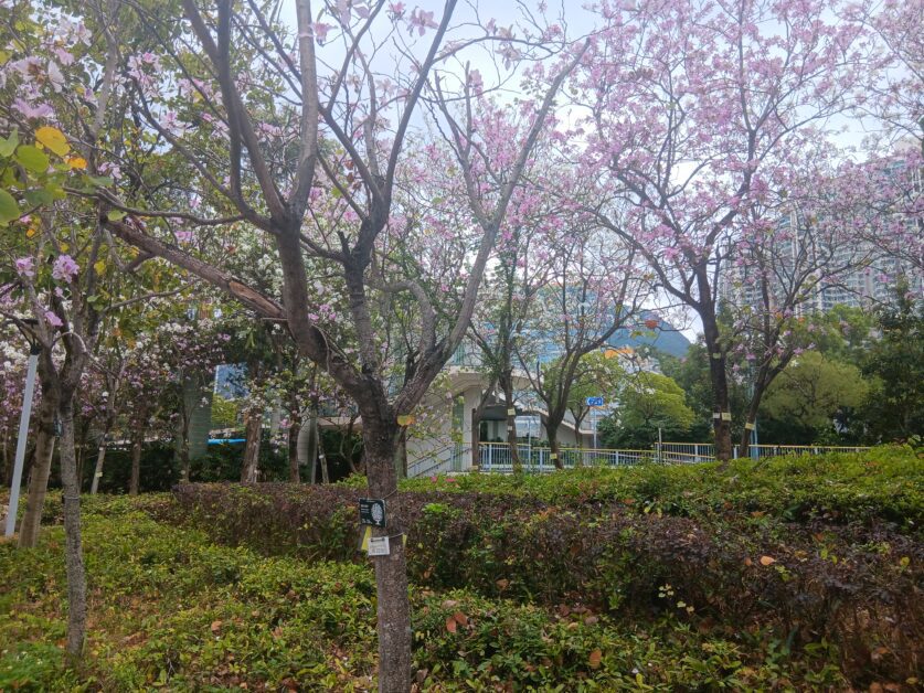 cherry blossoms at Tung Chung Promenade