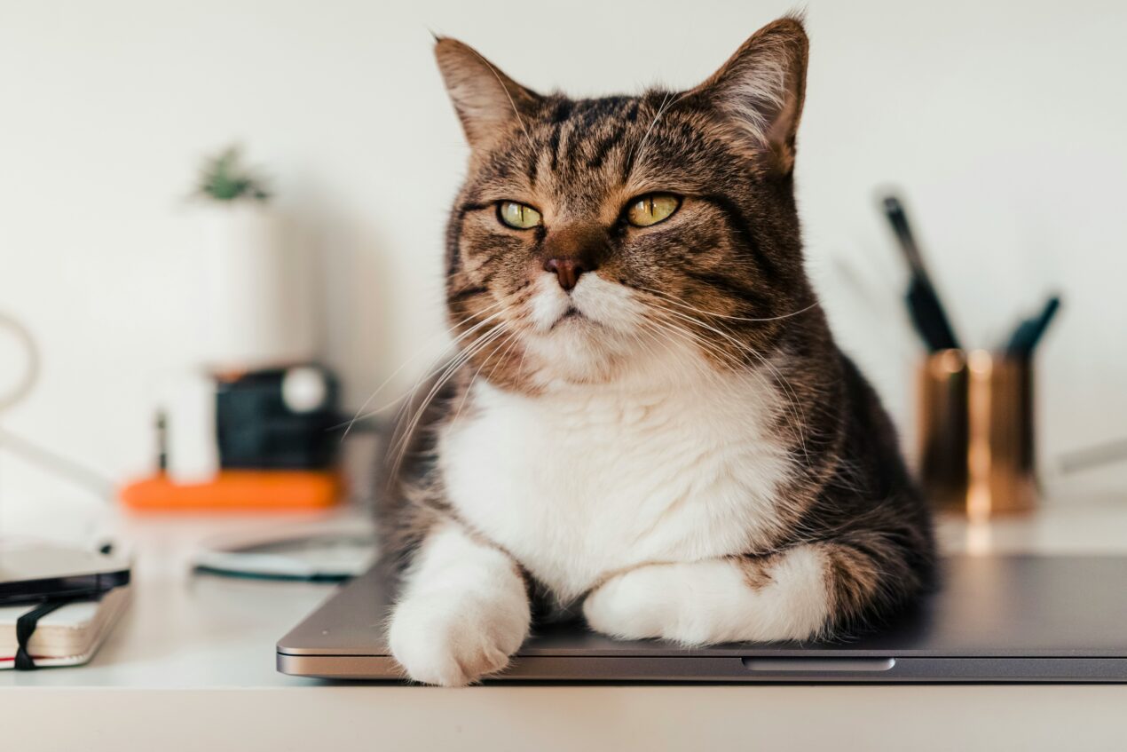 cat sitting on keyboard