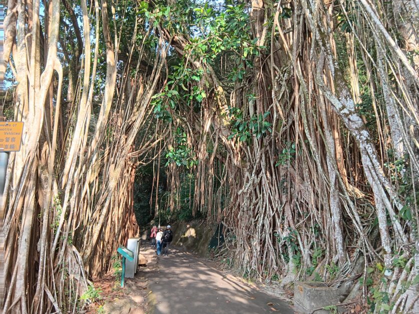 Indian Rubber Tree Lugard Road