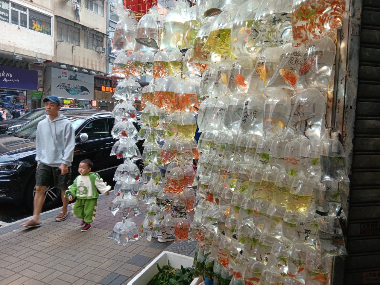 Hong Kong goldfish market