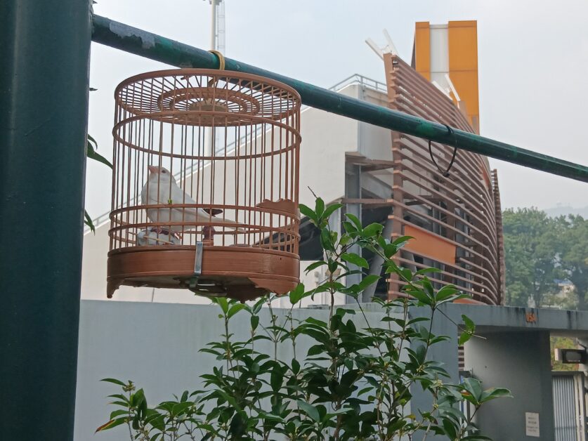 bird in cage at Bird Street Hong Kong